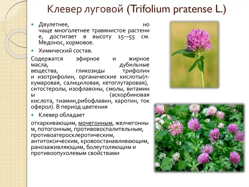 Черты различия клевера лугового и ползучего. Клевер Луговой таксоны. Клевер Луговой прицветники. Клевер Луговой растёт. Форма листа клевера Лугового.