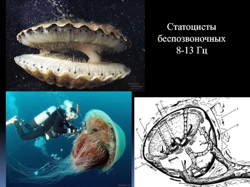 Статоцисты это. Статоцисты у моллюсков. Органы равновесия статоцисты. Статоцисты у медуз. Орган равновесия у медуз.