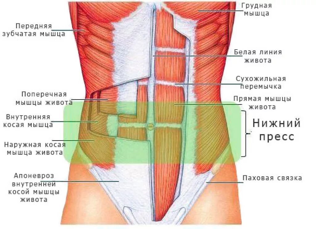 Мышцы верхнего пресса. Сухожильные перемычки прямой мышцы живота. мышцы живота анатомия. мышцы образующие брюшной пресс. брюшные мышцы живота анатомия.