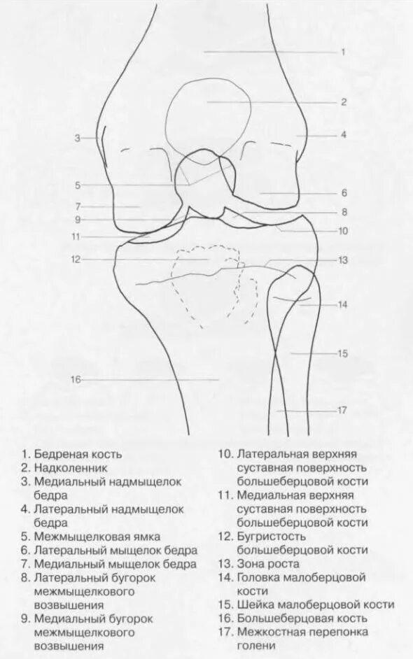 Мыщелок нижней. Латеральный мыщелок бедренной кости рентген. Медиальный мыщелок бедренной кости коленного сустава. Латеральный мыщелок большеберцовой кости кости. Медиальный мыщелок коленного сустава.