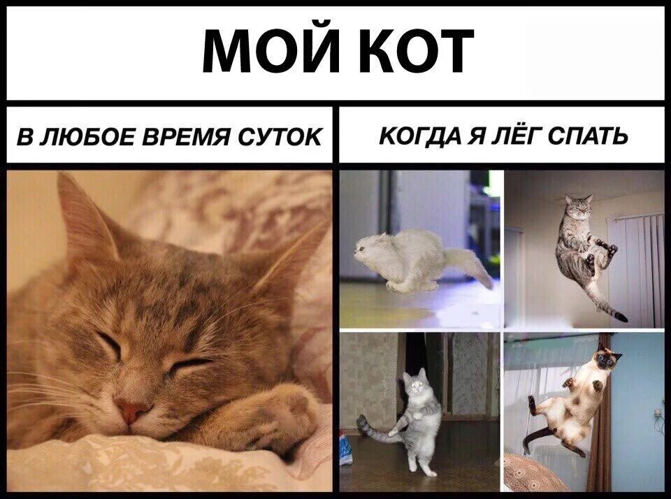 Мемы про котят. Мемы с котиками. Мемы про котов. Кот из мемы. Мемы с котятами.