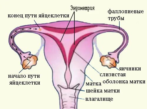 Какой возраст яйцеклетки