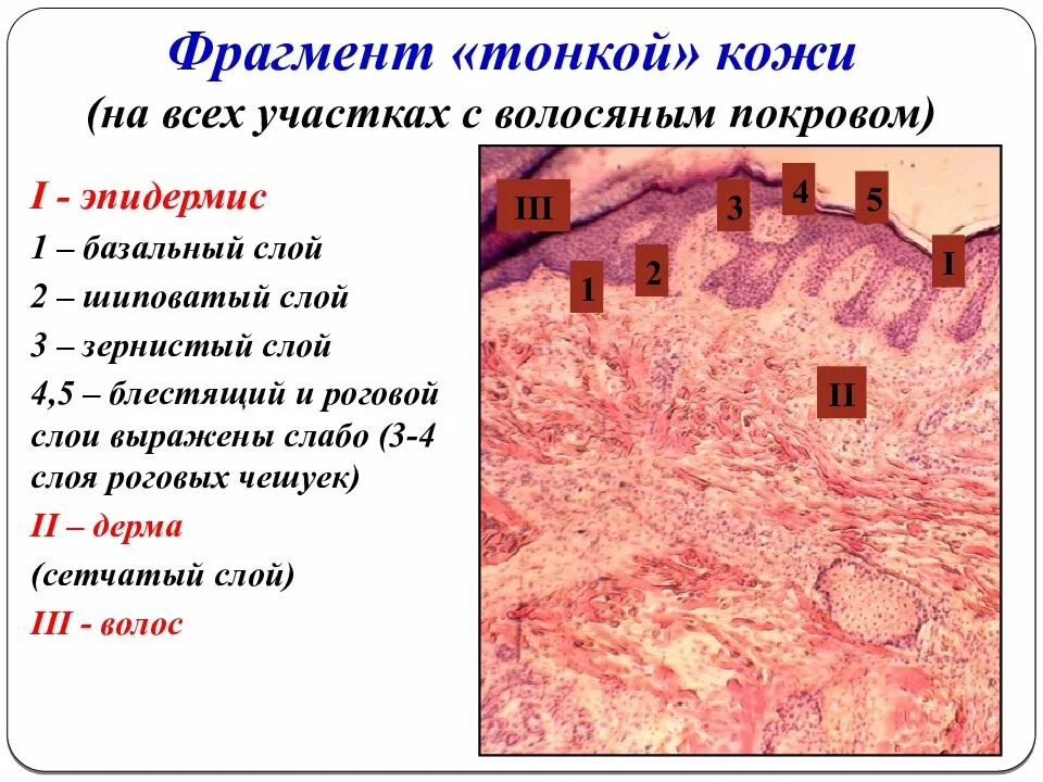 Тончайшее отличие. Слои эпидермиса толстой кожи. Строение толстой и тонкой кожи. Толстая кожа и тонкая кожа гистология.