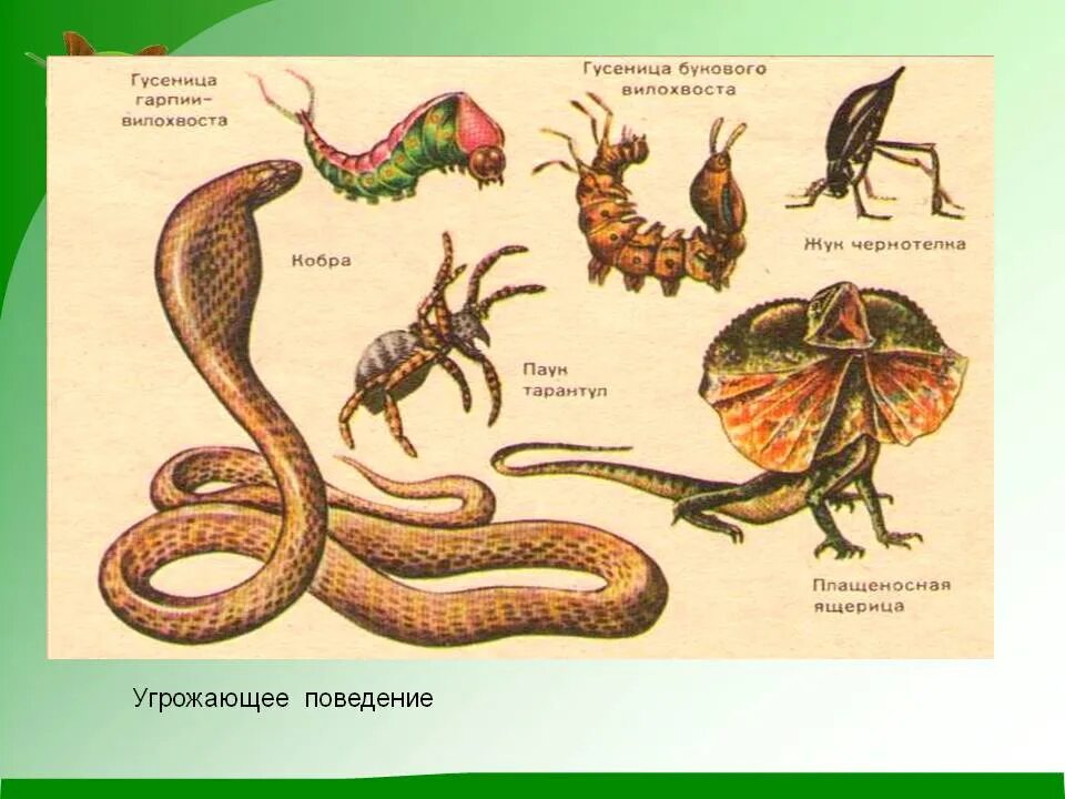 Угрожающие позы. Приспособительное поведение. Приспосоьительрое поведение у животных. Приспособительное поведение угрожающая поза. Приспособительное поведение примеры животных.