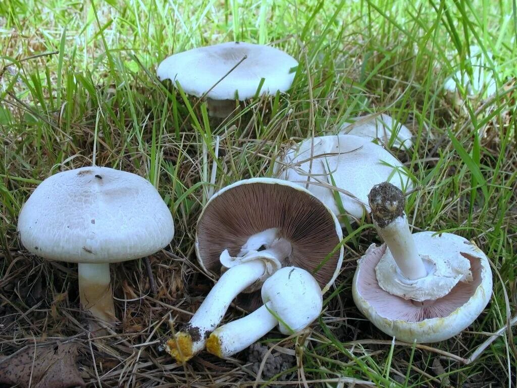 Шампиньон желтокожий грибы. Шампиньоны лесные ложные. Шампиньон ложный двойник. Грибы agaricus xanthodermus. Печерица, луговой шампиньон ложные.
