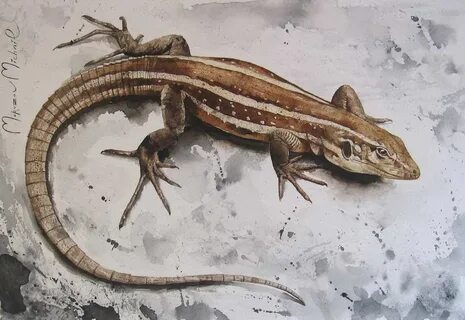 Ящерка арт