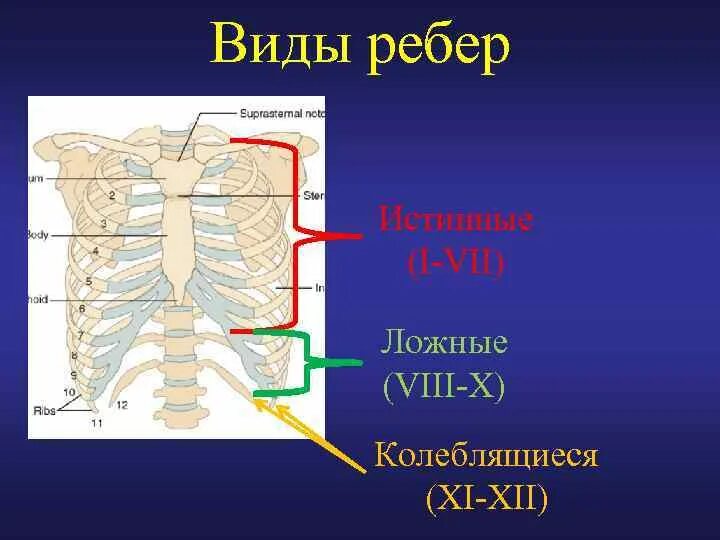 Истнинные и ложные рёбра. Классификация ребер. Истинные ребра анатомия. Ложные ребра у человека.