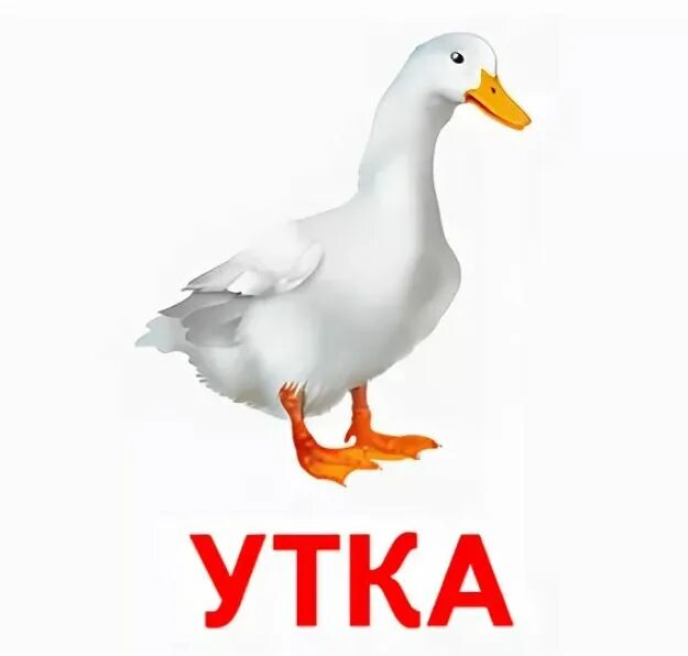 Слово duck. Карточки Домана для малышей. Карточки Домана домашние птицы. Утка карточка для детей. Карточки Домана животные утка.