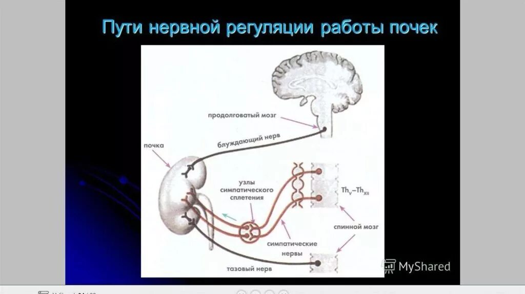 Гуморальная регуляция работы почек. Нервная регуляция деятельности почек физиология. Нервные механизмы регуляции почек. Регуляция мочевыделения нервно гуморальная. Регуляция мочевыделительной системы схема.