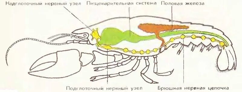 Рак брюшная нервная цепочка. Нервная система паукообразных. Пищеварительная система паукообразных. Окологлоточное нервное кольцо у ракообразных. Половая система паукообразных.