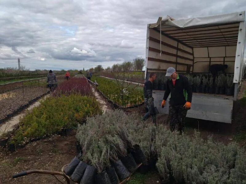 Гку рк служба. Гку рк служба. Сад рк гку рк служба автомобильных дорог республики крым. Служба дорог республики крым. Гку рк служба автомобильных дорог республики крым.