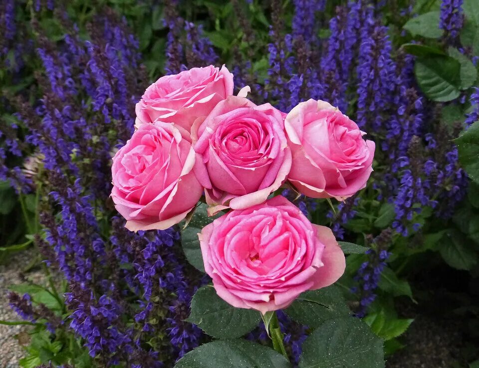 This fragrant and eye-catching summer border is part of the Fragrant Garden crea