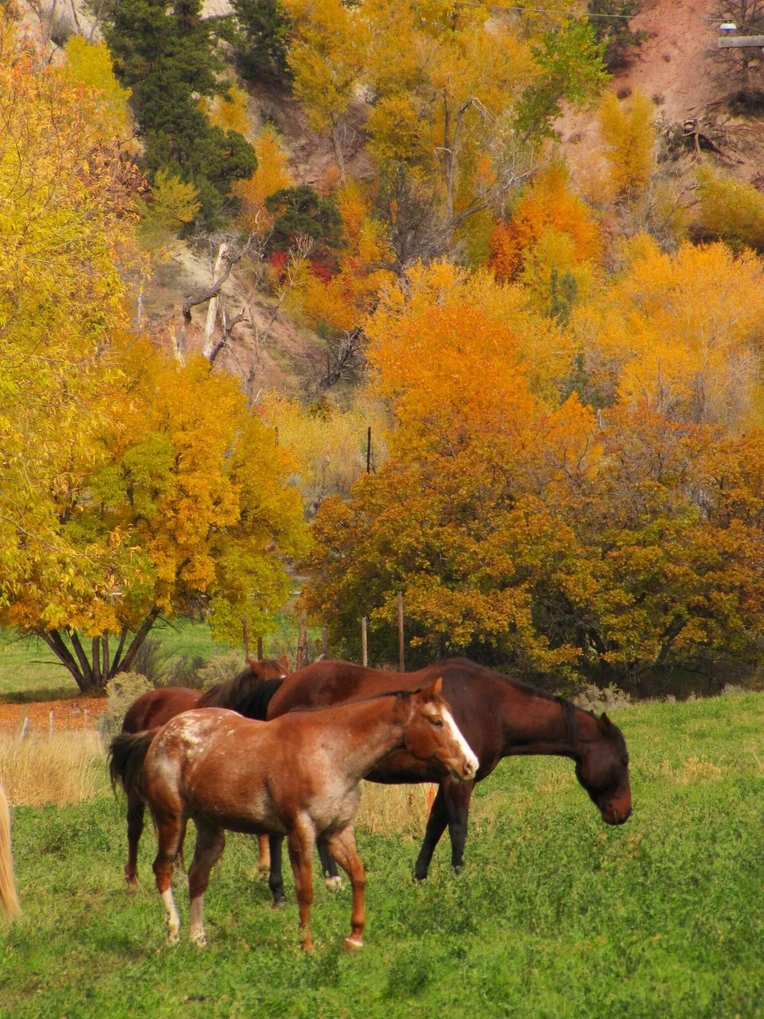 Horses fall. Лошадь осень. Лошадь в осеннем лесу. Кони осенью. Лошадки осенью.