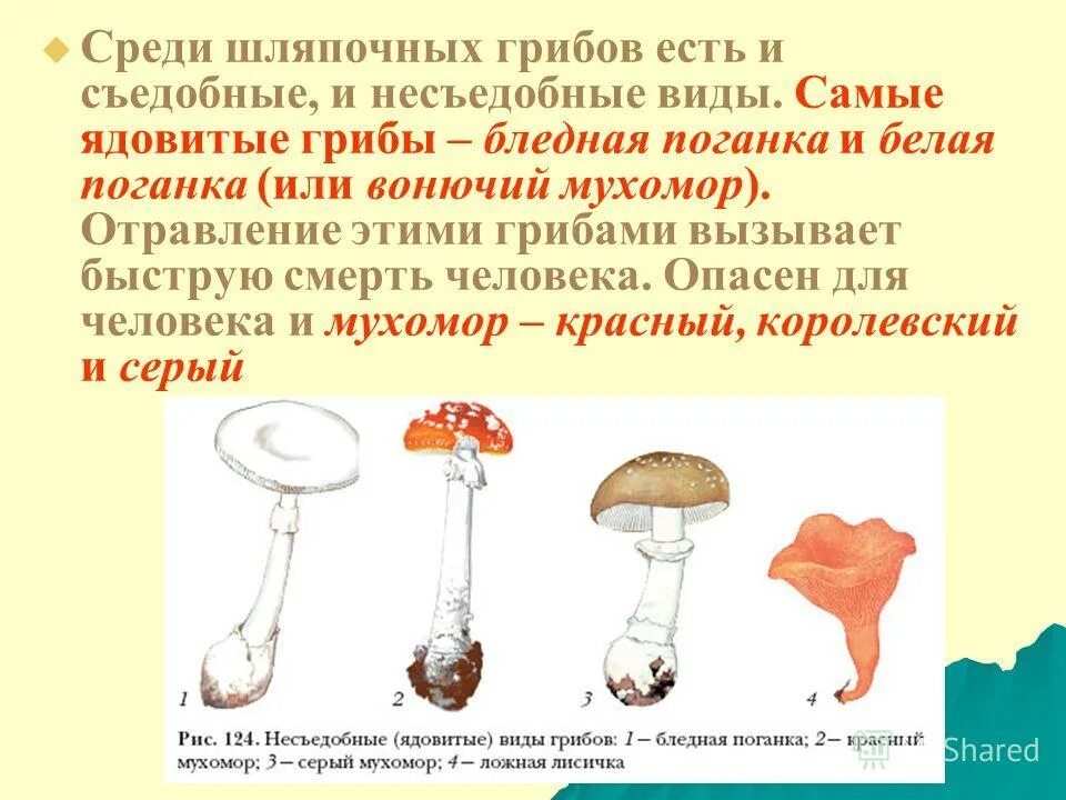 Опасные несъедобные грибы. Шляпочные грибы съедобные и ядовитые. Несъедобные ядовитые Шляпочные грибы. Мухомор бледная поганка Шляпочные грибы.