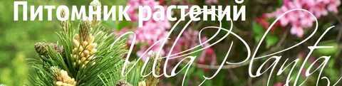 Плант маркет питомник