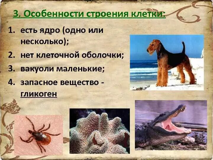 Строение царства животных. Структура царства животных. строение тела у царства животных. общая характеристика животного царства. уникальная особенность царства;bdjnyhs[.