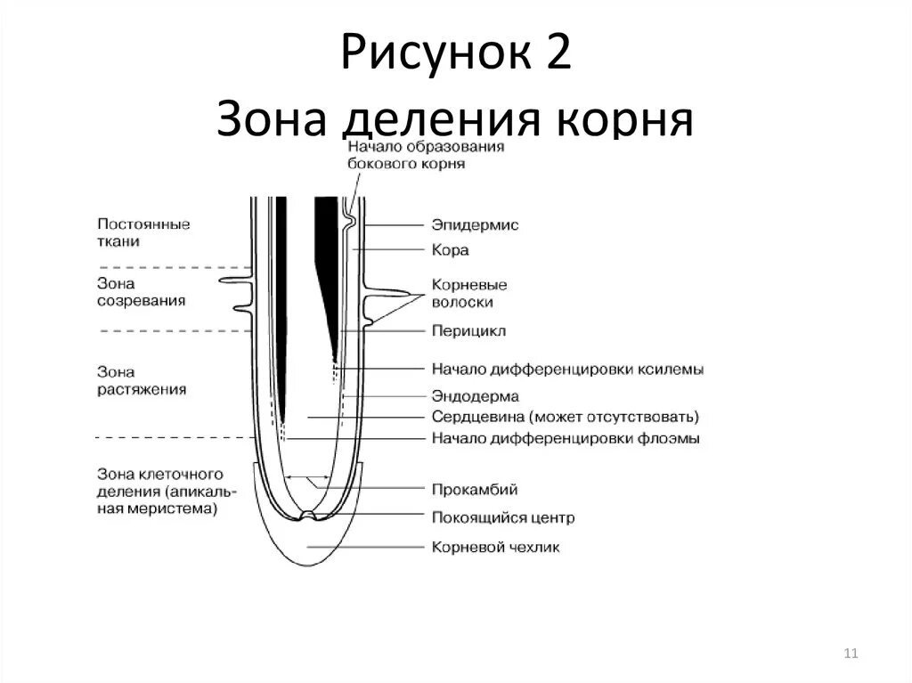 Зона деления корня. Деление на корень. Ткань зоны деления. Ткани корня.