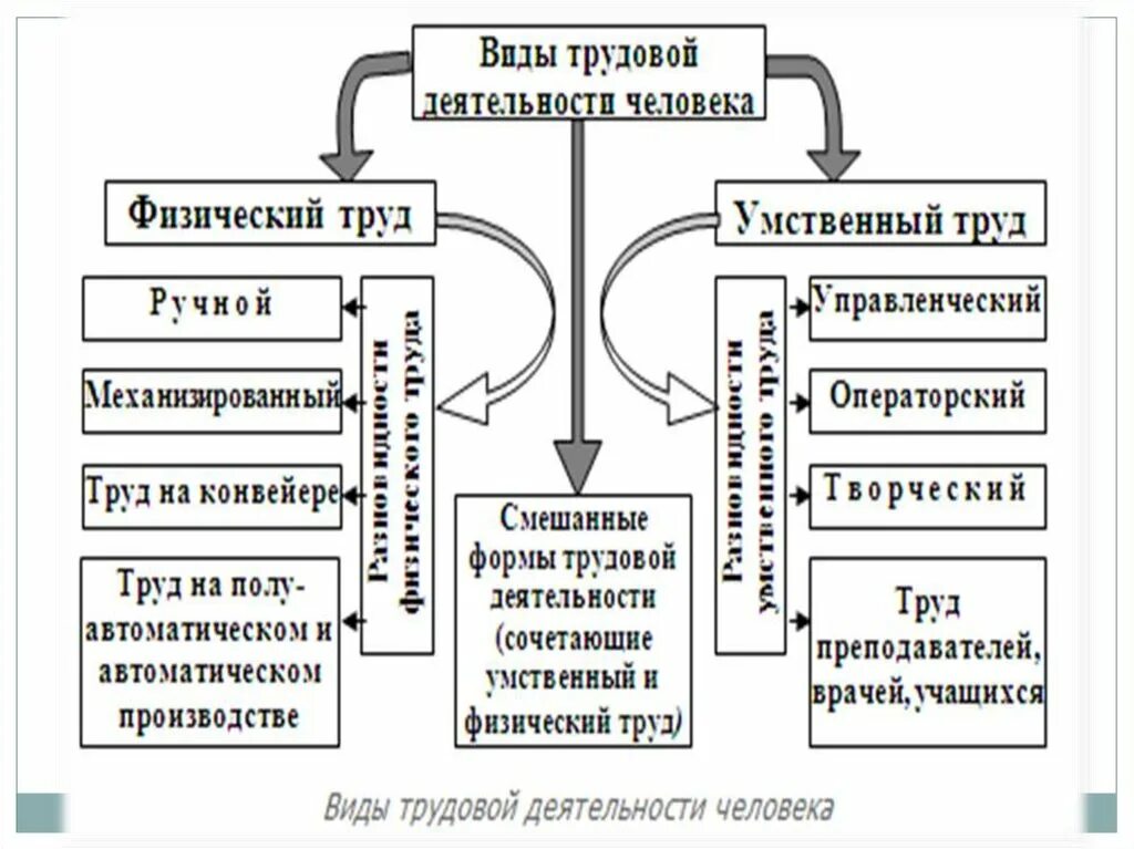 Человеческая активность. Функциональная активность человека и взаимосвязь физической. Виды трудовой деятельности. Физическая и умственная деятельность человека. Взаимосвязь физической и умственной деятельности.