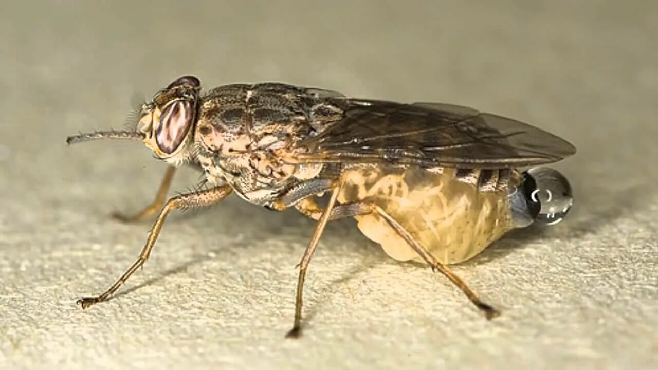 Tsetse fly. ЦЕЦЕ. Как выглядит Муха ЦЕЦЕ. Муха ЦЕЦЕ фото размер.