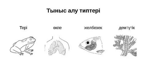 Біреудің қынаптан шыққан ұрығы