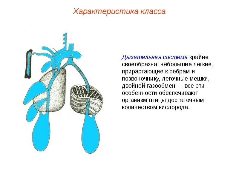 Схема строения дыхательной системы птиц. Воздушные мешки у птиц. Легочные мешки и воздушные мешки одно и тоже. Легкие птицы строение. Конституция и экстерьер птицы.
