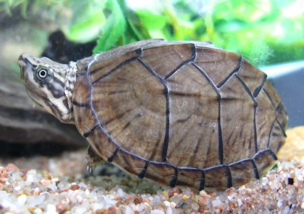 Килеватая мускусная черепаха. Иловая мускусная черепаха. Черепаха обыкновенная. Капская крапчатая черепаха. Фото обычный черепахи.