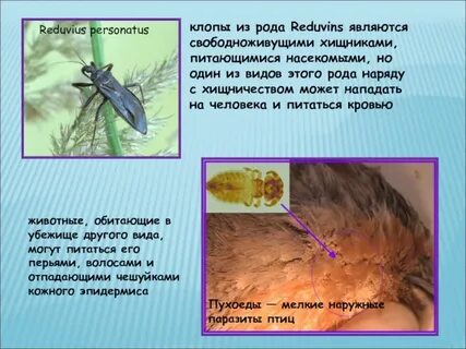 Какие насекомые питаются кровью