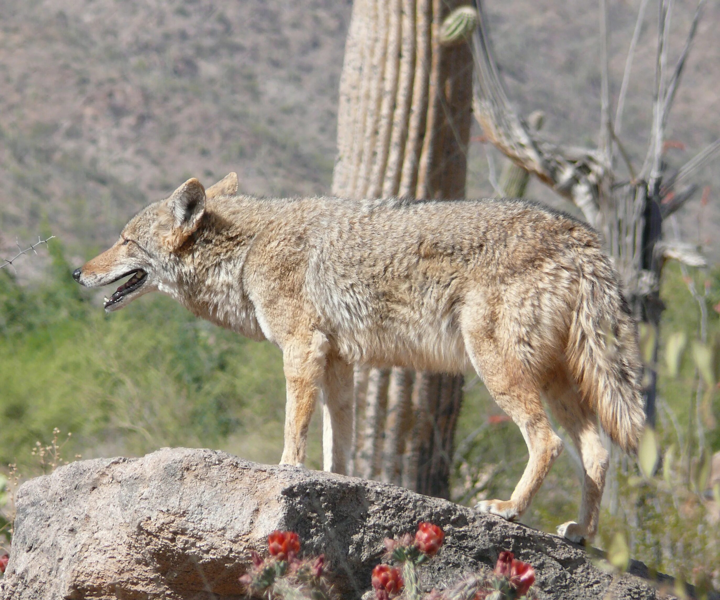 Мексика животные. Животные Мексики Койоты. Canis Latrans mearnsi. Canis Latrans mitochondrion койот. Лапа койота.