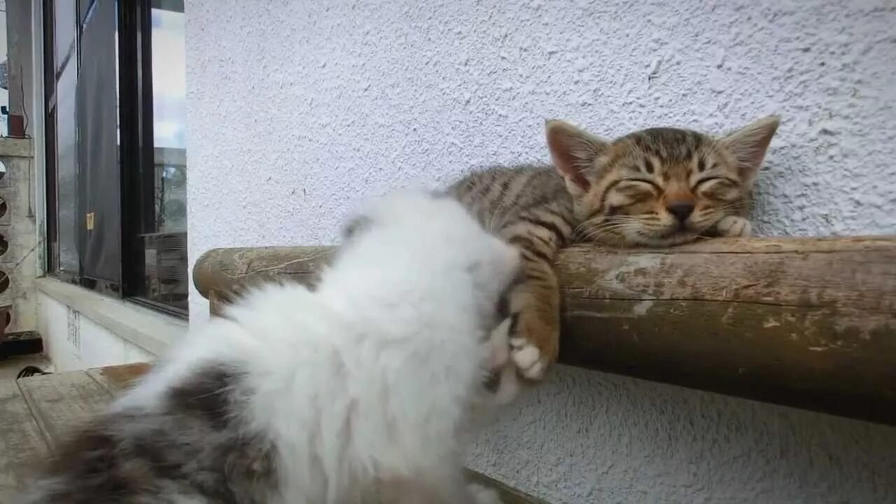 Tired cat meme. Wake me up cat. Mememaker. He wakes up. Wake me up cat.