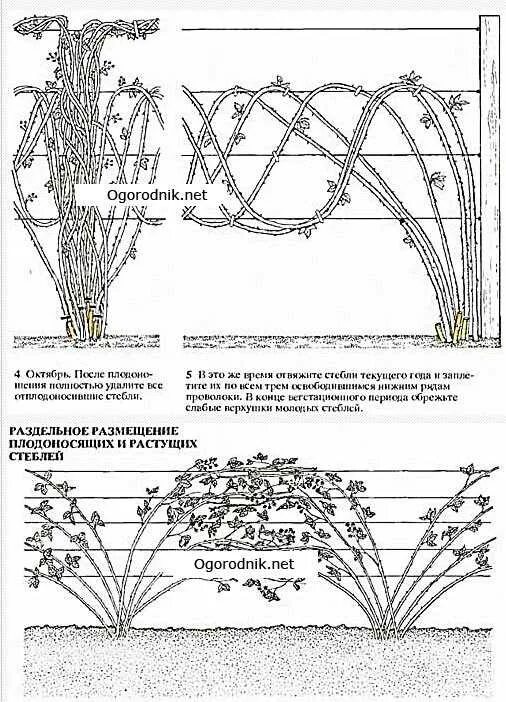 Весенняя обрезка ежевики. Ежевика Торнфри формирование куста схема. Схема формирования куста ежевики. Обрезанный куст ежевики. Обрезка ежевики бесшипной осенью схема.