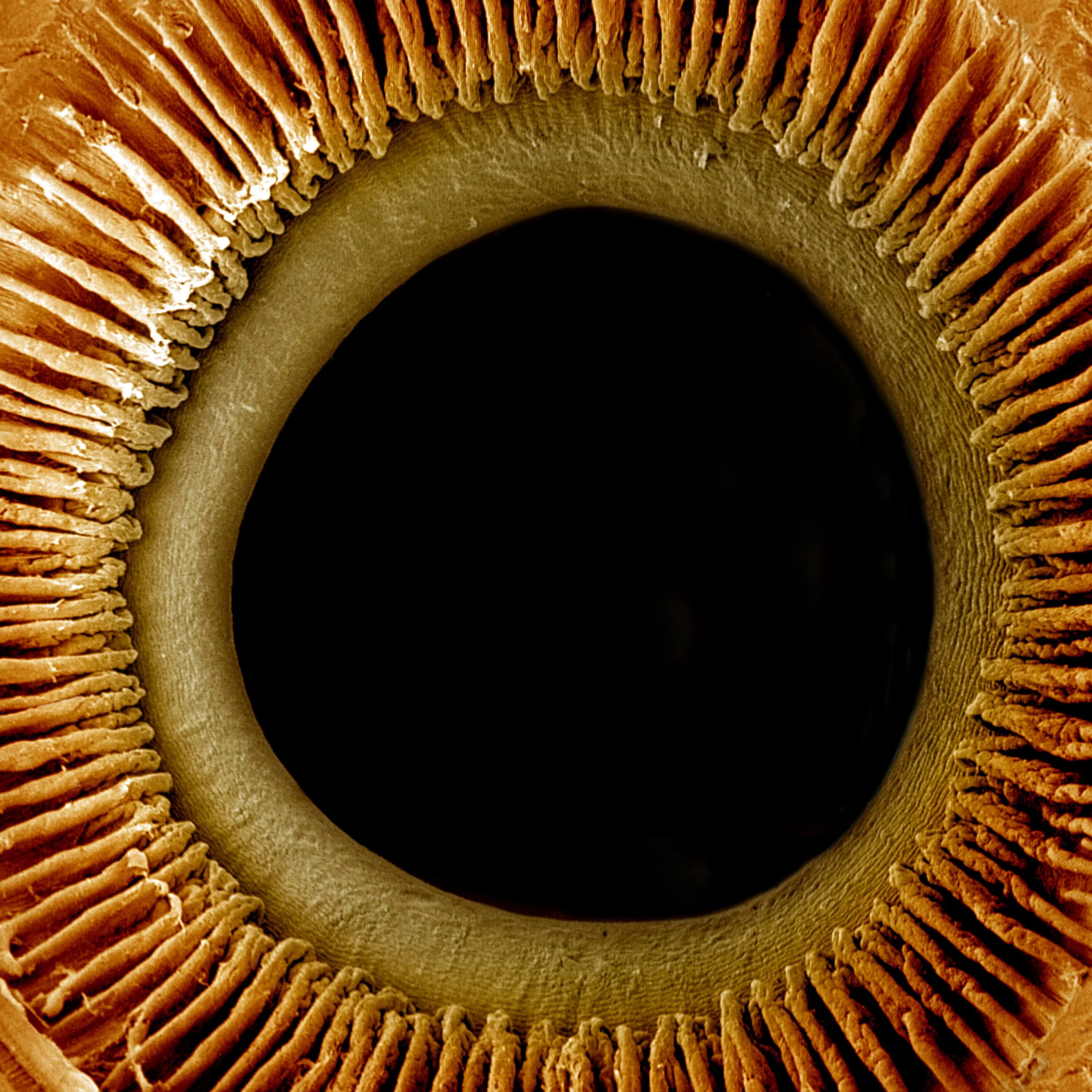 Глаз под микроскопом. Человеческий глаз под микроскопом. Радужная оболочка глаза под микроскопом. Глаз в микроскопе.