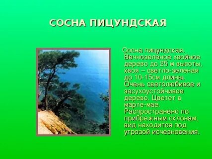 Хвойное вечнозеленое растение занесенное в красную книгу