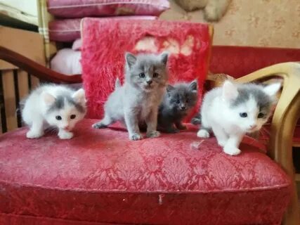Котята суровикино
