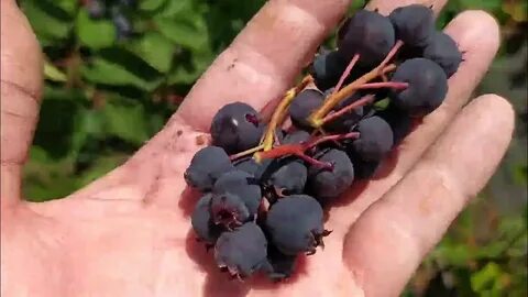 Самые вкусные сорта ирги