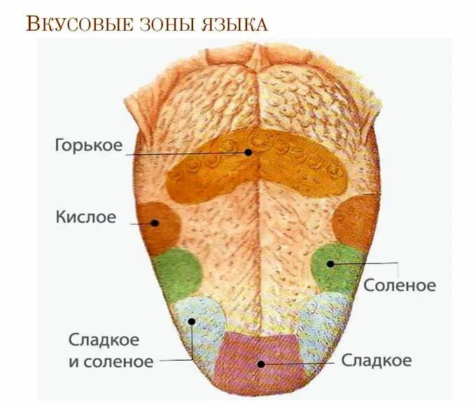 Вкусовые рецепторы на языке схема. Зоны языка вкусовые рецепторы. Вкусовые рецепторы на языке человека схема. Вкусовые зоны языка схема анатомия. Сладко какая часть