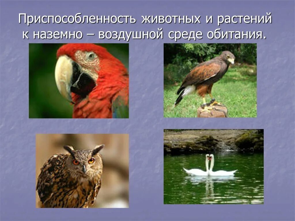 Наземно воздушные живые организмы примеры. Наземно воздушные животные. Наземно-воздушная среда. Приспособления животных к наземно-воздушной среде. Приспособленность организмов к наземно-воздушной среде.