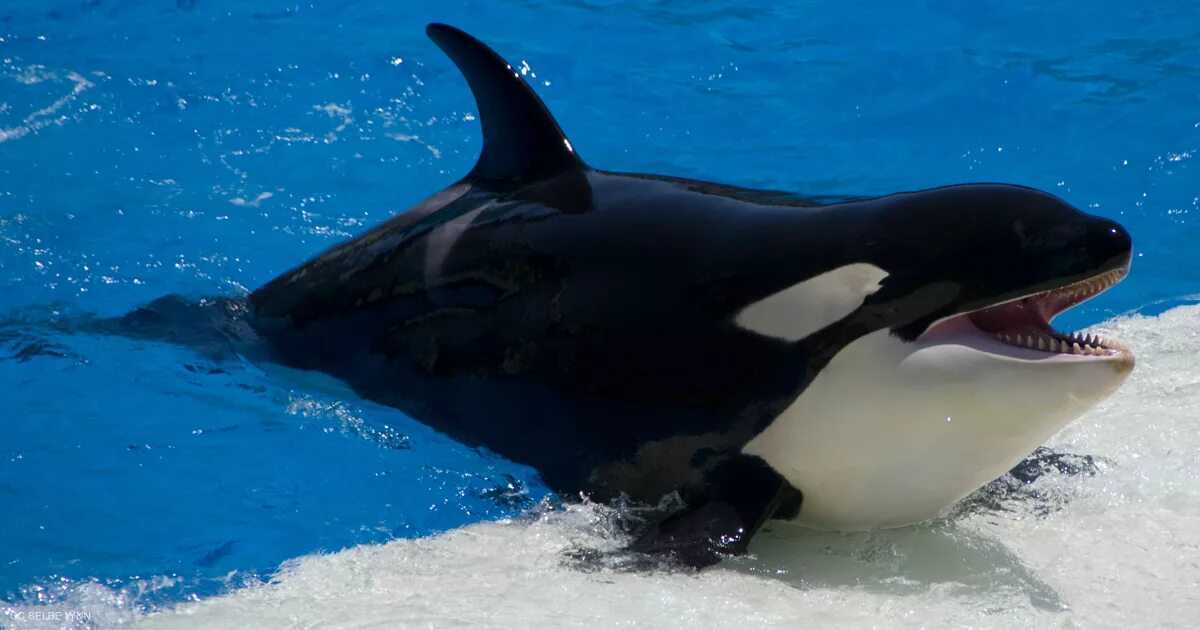 Касатка красная книга. Касатка в Антарктике. SEAWORLD касатки. Косатка (лат. Orcinus Orca) —. Касатка в Антарктиде.