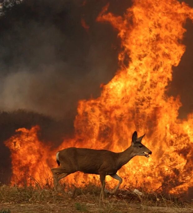 Near the fire. Пожар Лесной животные. Пожар в лесу и звери. Звери бегут от пожара. Горит лес с животными.