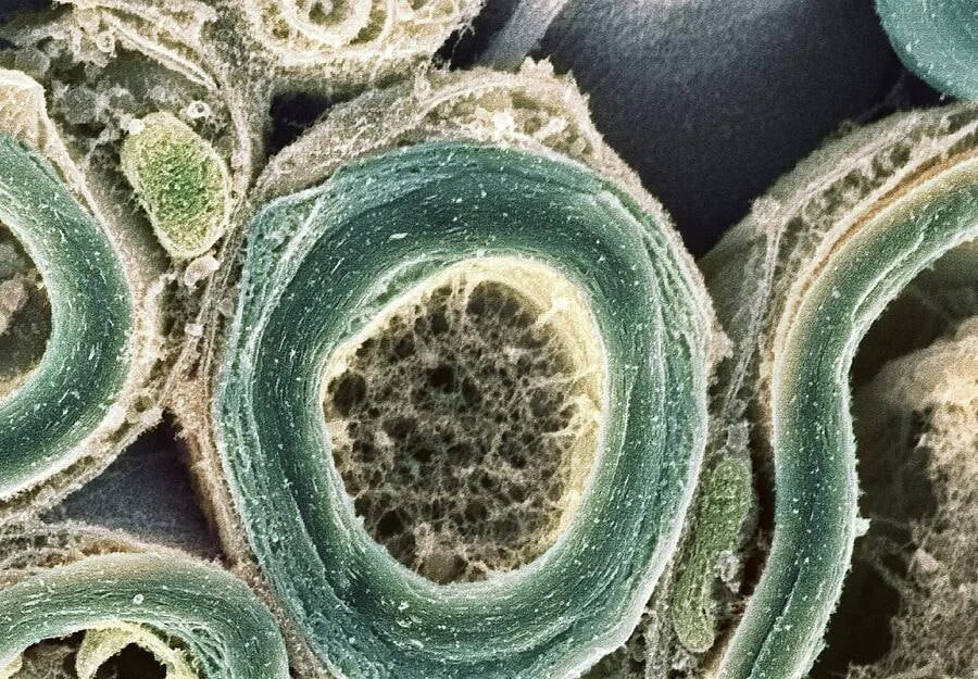 Клетки алоэ. Микрофотография клетки человека. Клетки организма под микроскопом. Клетка под электронным микроскопом.