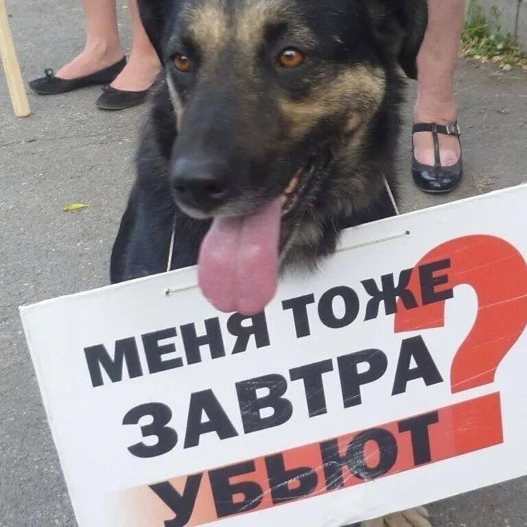 Отстреливание бездомных собак. Бродячие собаки отстреливали. В ростовской области отстрел собак. Закон о защите животных от жестокого обращения. Отлов безнадзорных животных чебоксарский район.