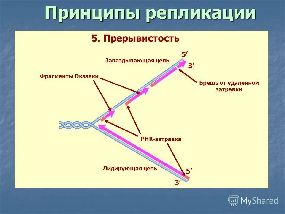 принципы репликации днк прерывистость. комплементарность антипараллельность полуконсервативность. принципы репликации днк прерывистость. репликация днк челночный синтез. репликация днк оказаки.