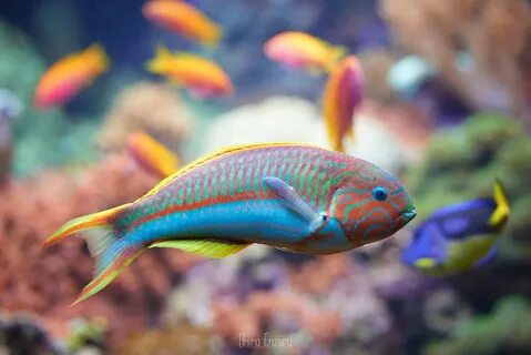 Colorful fish