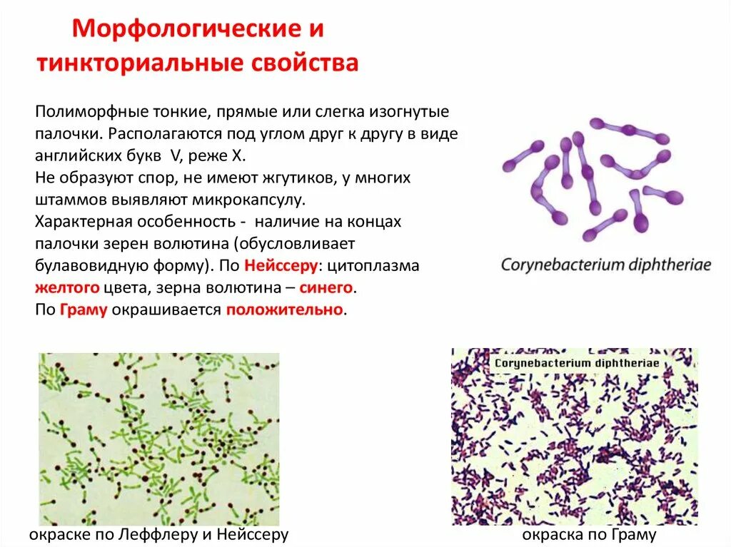 Туберкулез кокки