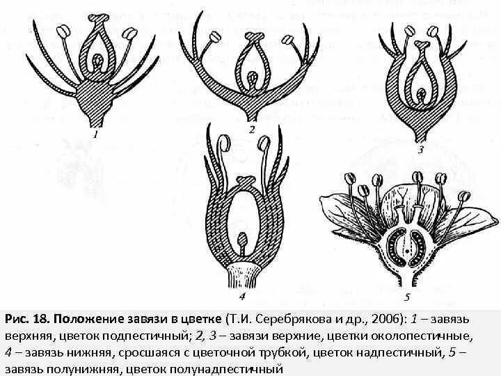 Где находится завязь у цветка. Типы завязи цветка. Завязь пестика верхняя и нижняя. Верхняя и нижняя завязь у цветка. Верхняя нижняя полунижняя завязь.