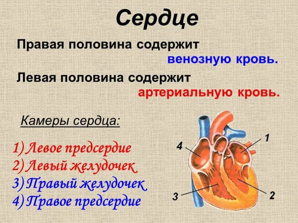 Строение сердца и функции схема. Строение сердца 3 класс окружающий мир. Строение сердца человека биология. Строение сердца структуры и функции. Сердце и кровообращение 8 класс