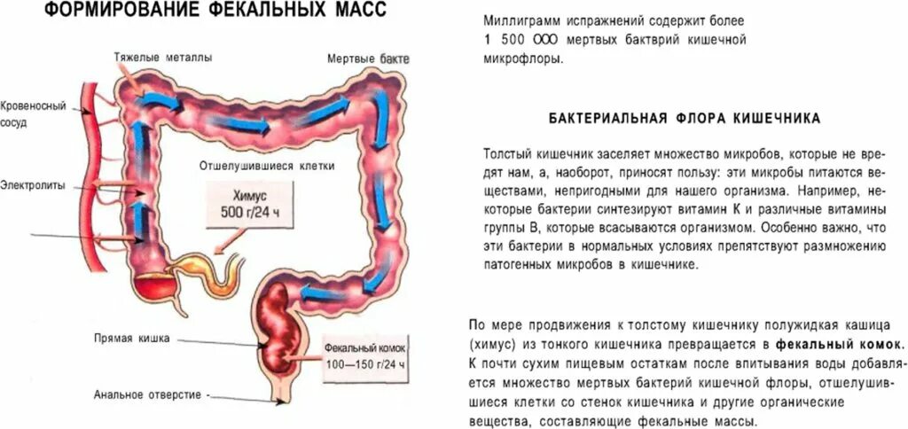 После толстого тонкий. Формирование каловых масс. Формирование кала в кишечнике. Формирование каловых масс происходит в. Формирование каловых масс в кишечнике.