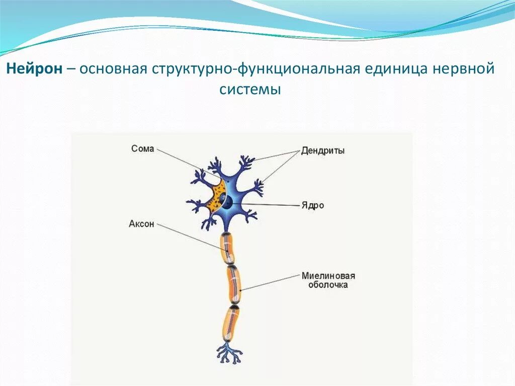 Строение нерва рисунок. Нейрон структурная единица нервной системы. Структурно-функциональная единица нейрона. Аксон основная структурно-функциональная единица нервной системы. Строение нервной клетки.