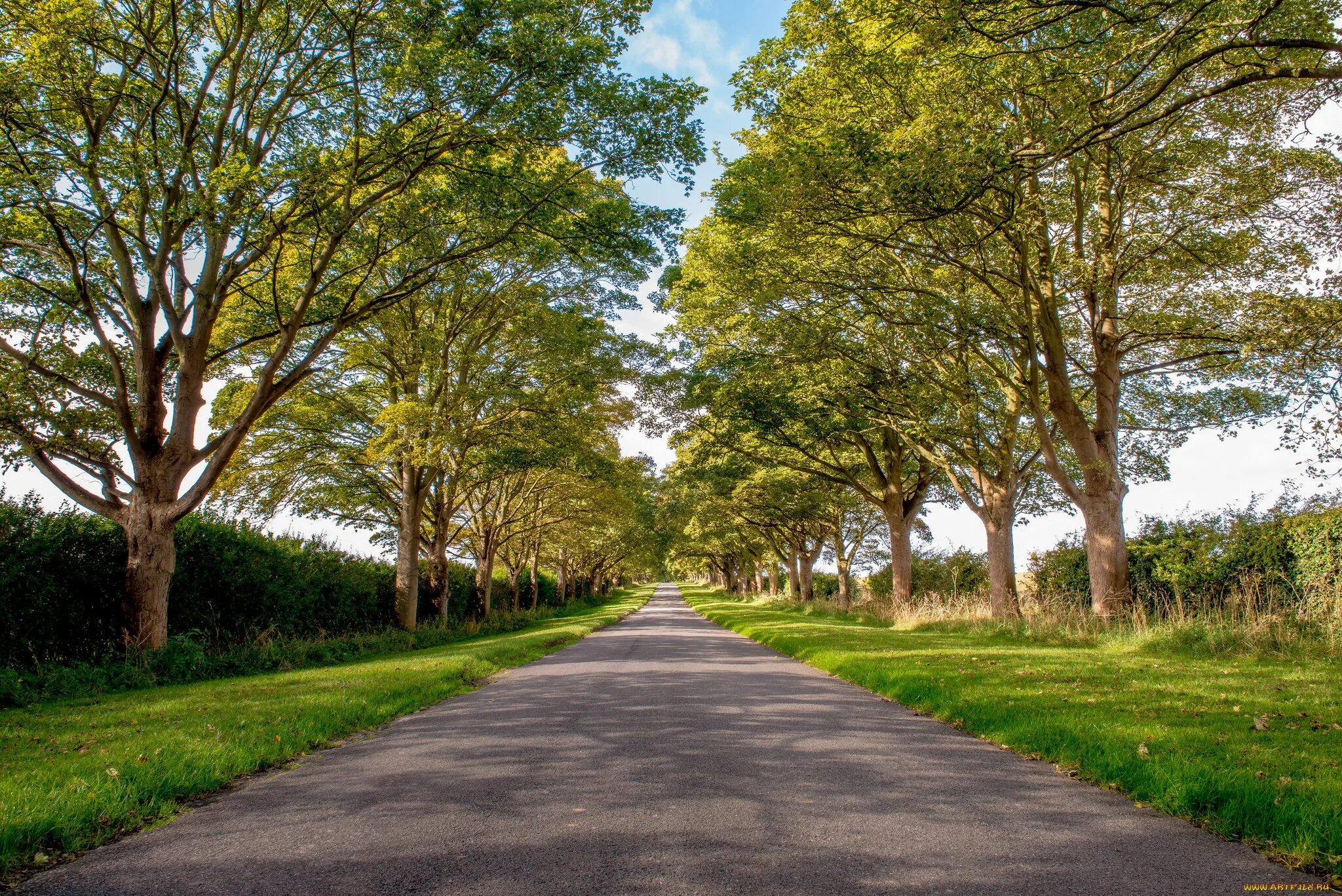 Кусты вдоль дороги. Деревья вдоль дороги вид сбоку. Деревья на обочине. Дорога в лесу. Лес с дорогой.
