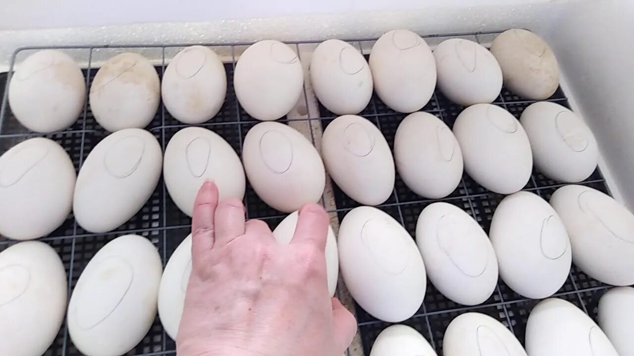 Гусиные яйца для инкубации купить. Гуси инкубация овоскопирование. Овоскопирование гусиных яиц. Просвечивание гусиных яиц. Инкубация гусиных яиц.