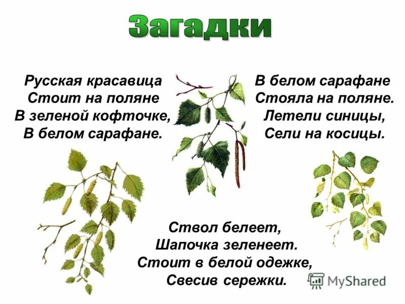 Загадка алый сарафан белые крапинки. Загадка алый сарафан белые крапинки
